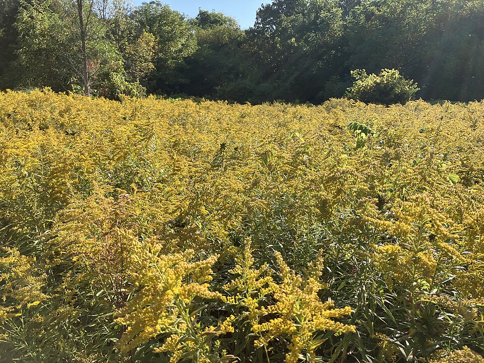 Goldenrods