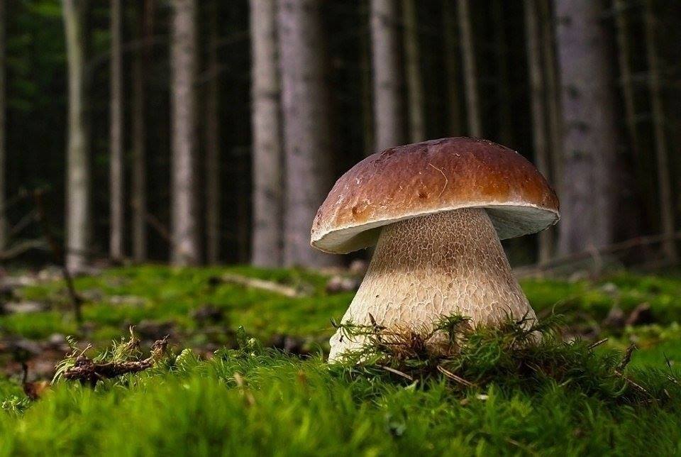 Forest mushrooms