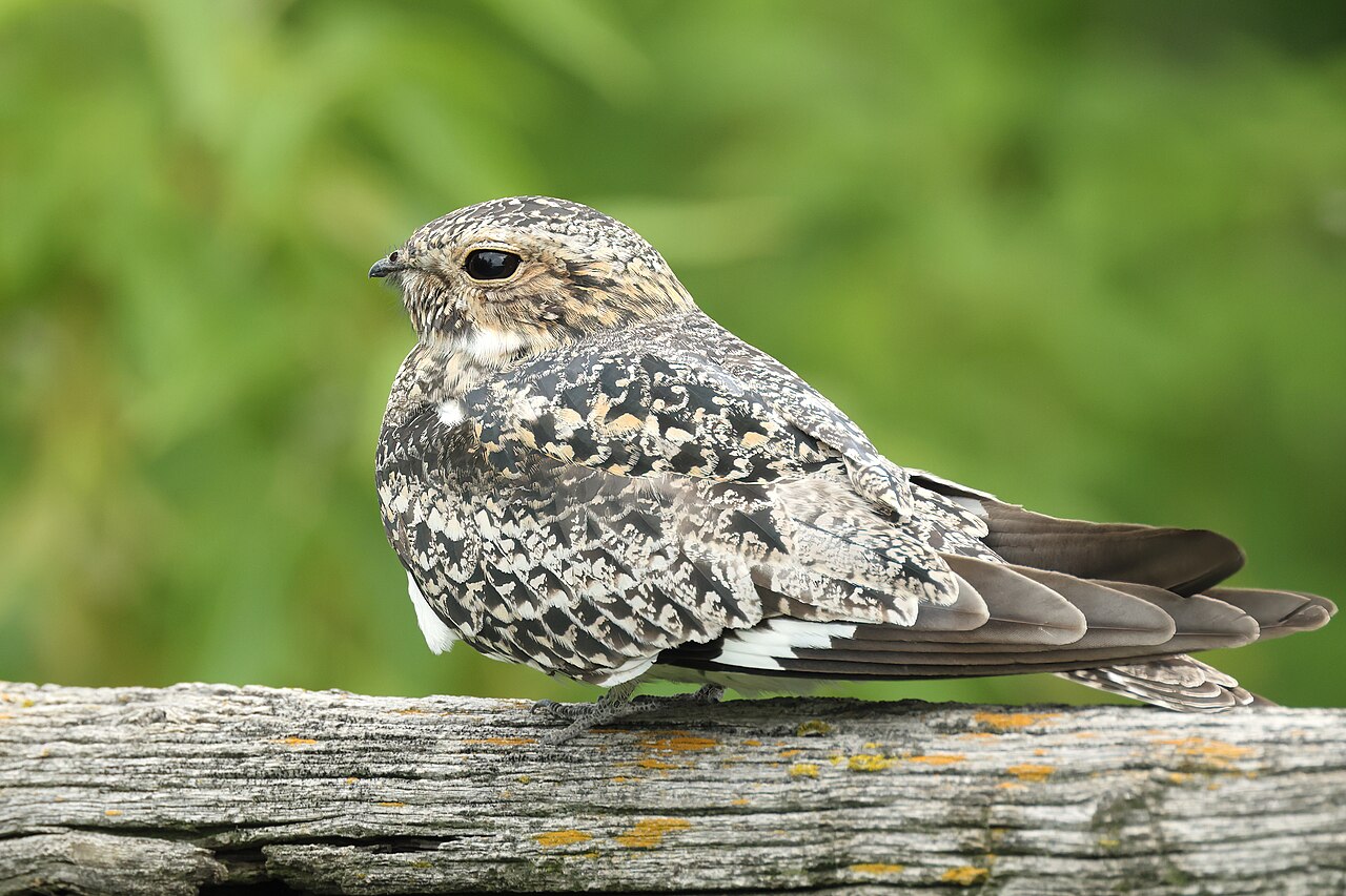 Common nighthawk